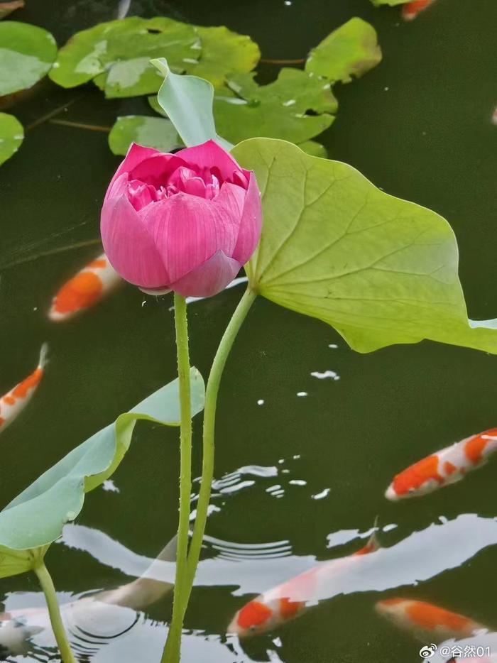 荷花图片 鱼儿图片