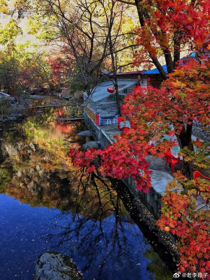 本溪关门山的枫叶红了一团团一片片