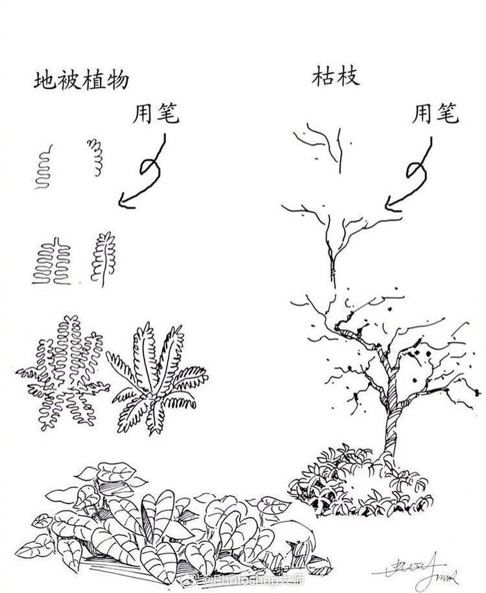 植物速写技法