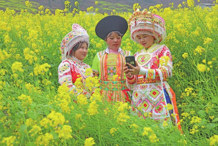 油菜花开惹人醉初春时节,昭通市彝良县洛旺乡中厂村千亩油菜花陆续