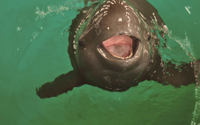 长江江豚提到了长江,那必然是生活在我国长江之中的物种之一.