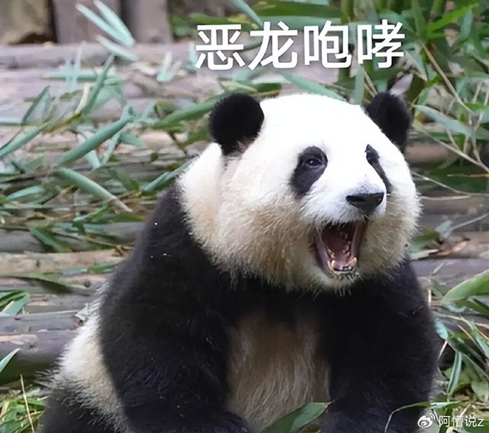 表情包,迷因,段子一应俱全.很多国内网友直接看懵了.纷纷在评论