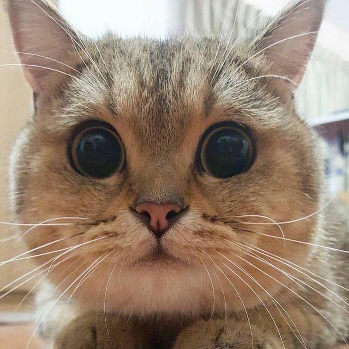 大眼睛猫表情包出处图片
