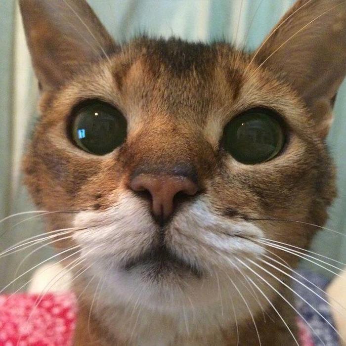 大眼睛猫表情包出处图片