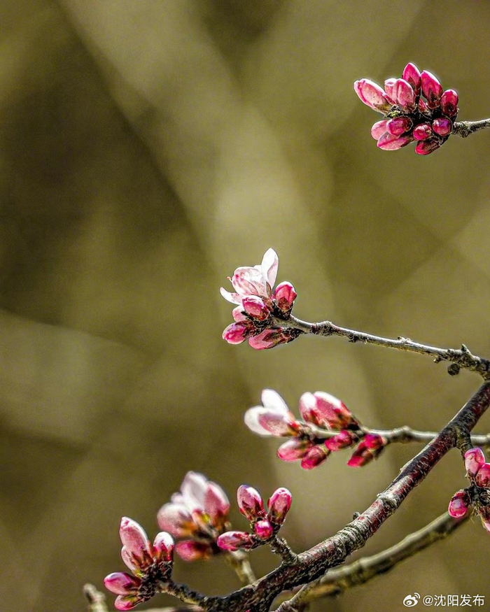 春风笑开颜!沈城桃花嫣然初放