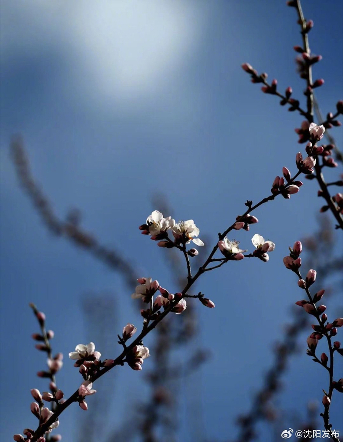 春风笑开颜!沈城桃花嫣然初放