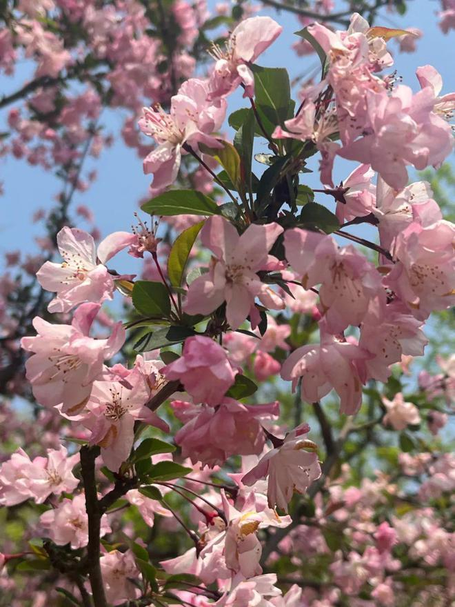 第一批出门踏青的年轻人被中式梦核包围了