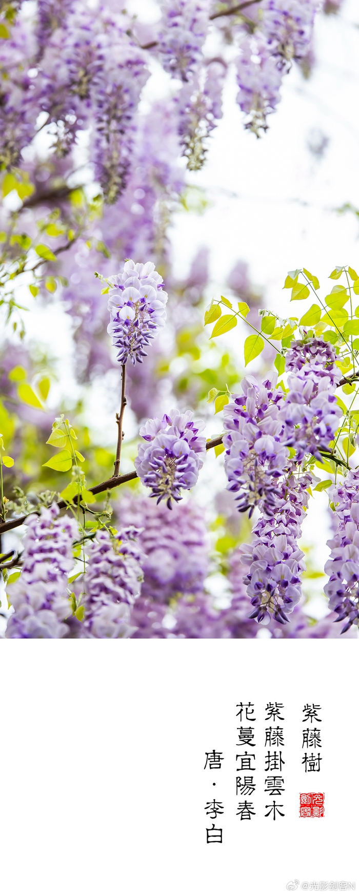 极美南京紫藤挂云木花蔓宜阳春门东紫藤的别样视角