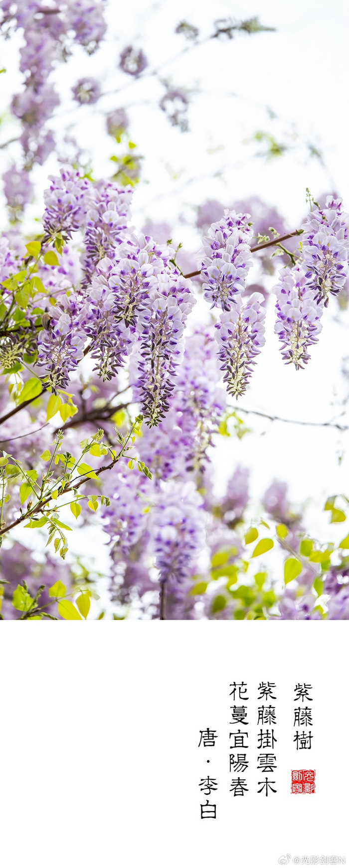极美南京紫藤挂云木花蔓宜阳春门东紫藤的别样视角
