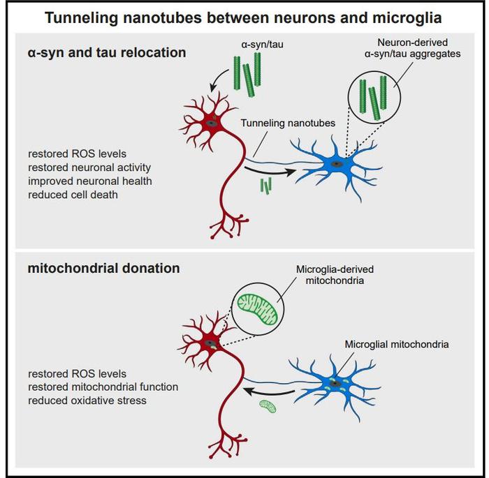 neuron:小胶质细胞通过神秘通道保护神经元健康