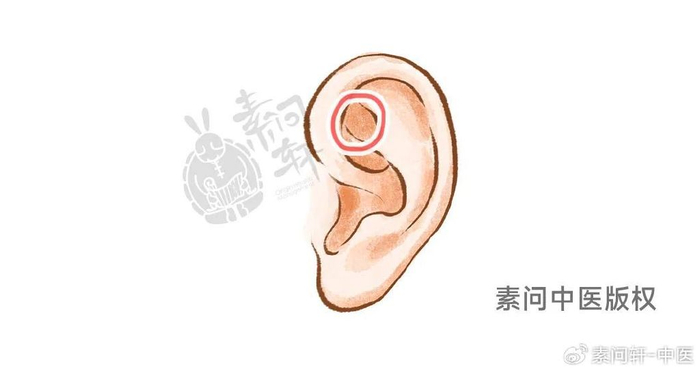 三角窝在耳朵上面的三角区部位,这个位置对应人体泌尿生殖系统,有滋阴