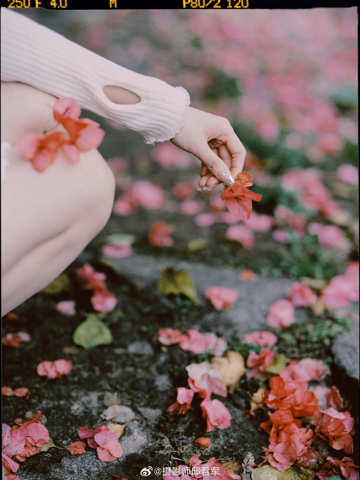 赴一场春日三角梅の约器材富士gfx100s摄影师邱君军微相册