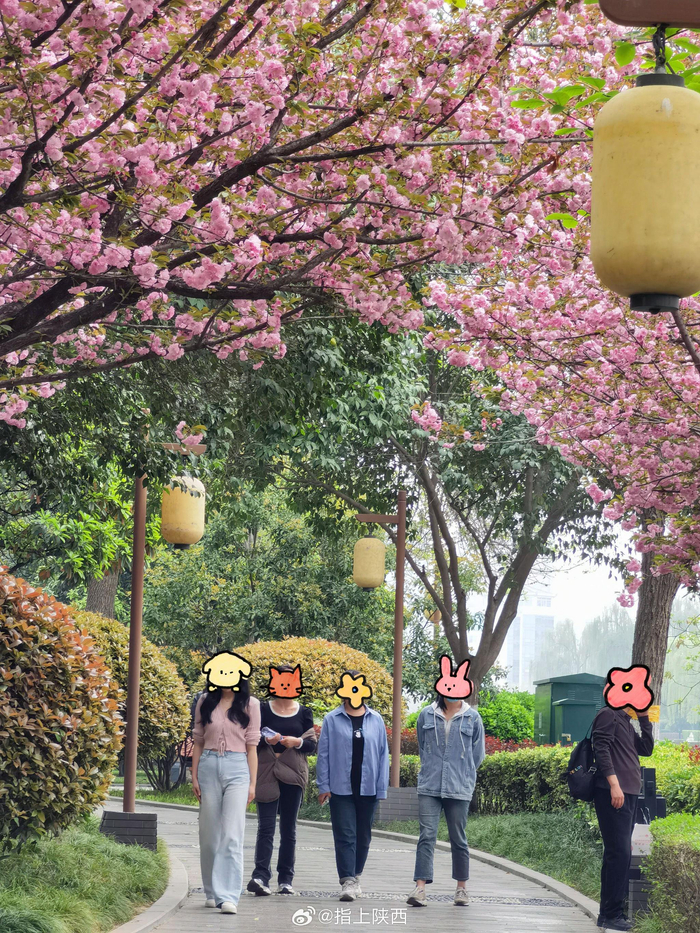 西安的春天是从街头巷尾的樱花桃花杏花逐渐绽放开始的