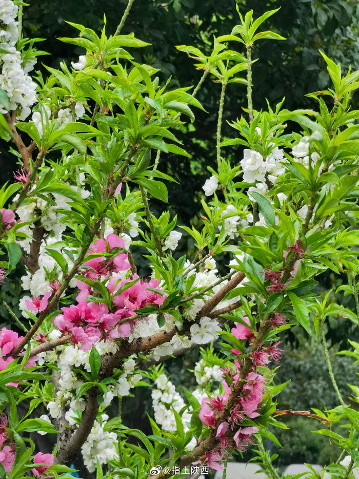 西安的春天是从街头巷尾的樱花桃花杏花逐渐绽放开始的