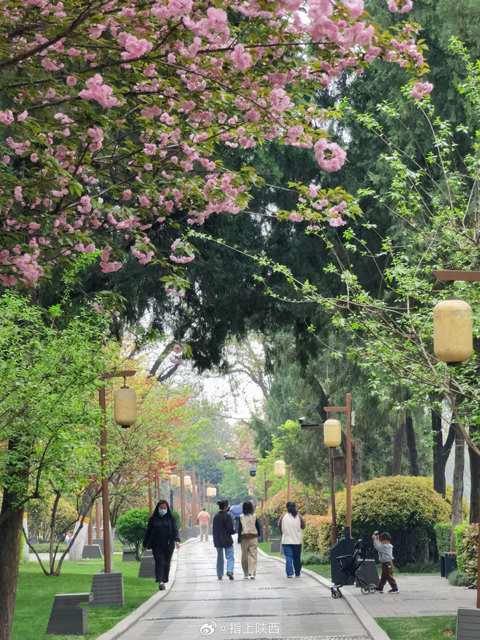 西安的春天是从街头巷尾的樱花桃花杏花逐渐绽放开始的