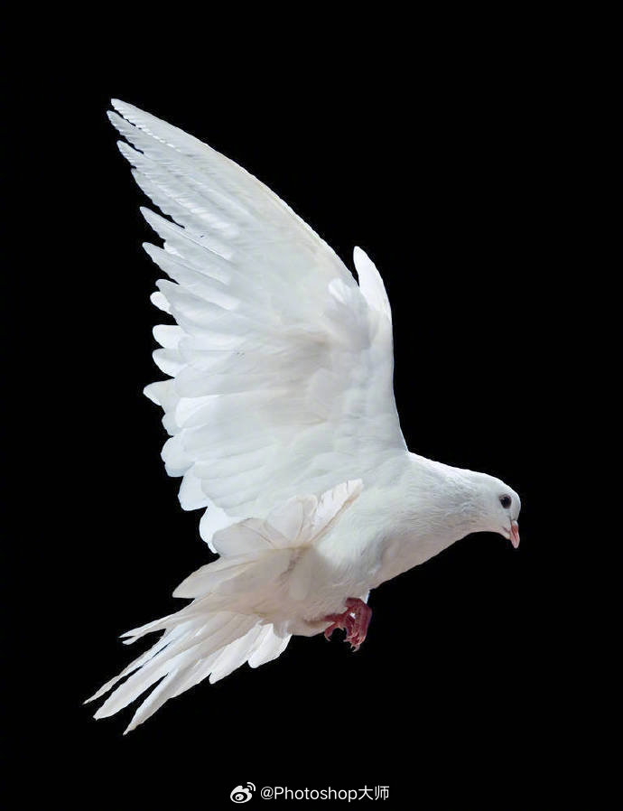 展翅高飞的白鸽