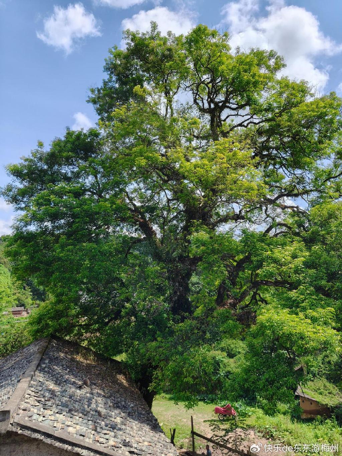 高近20米,3人才能合抱的布惊树,成了梅县大坪独特的风景