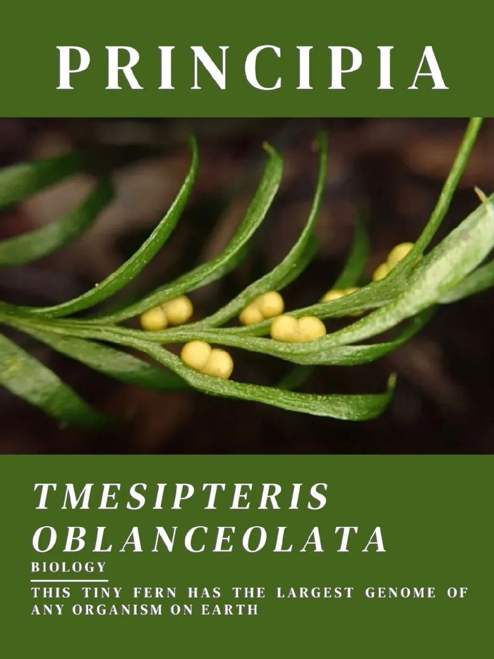 发现迄今最大的基因组,是人类基因组的50多倍!