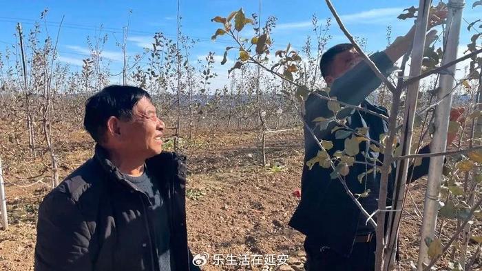 這不,剛賣完果子,他和家人們便開始清園,打藥……乾淨整齊的矮化園讓