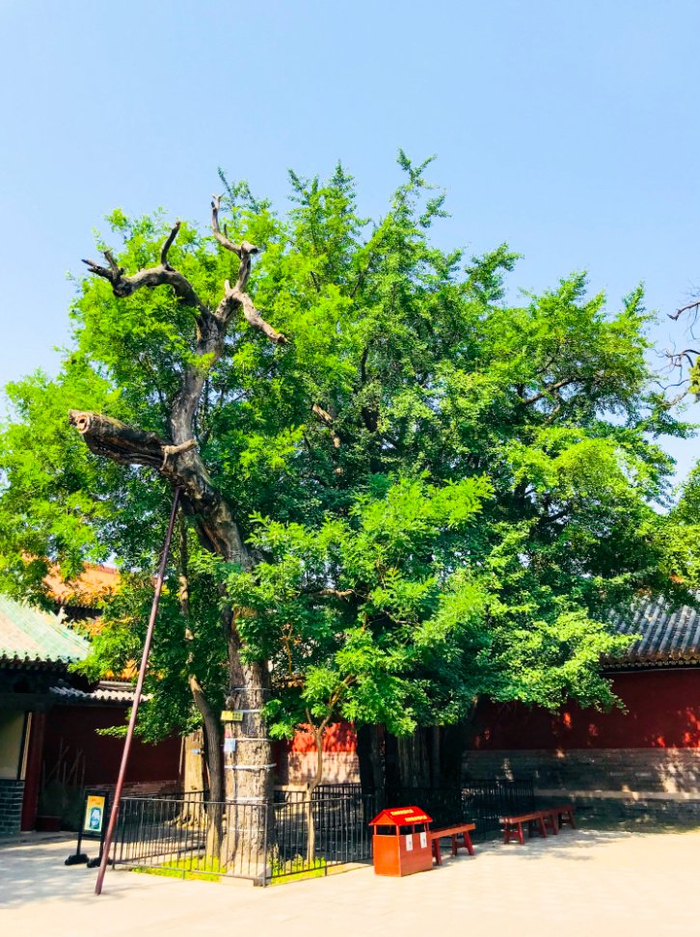 济宁奇特绝美的千年古树,你知道几棵?