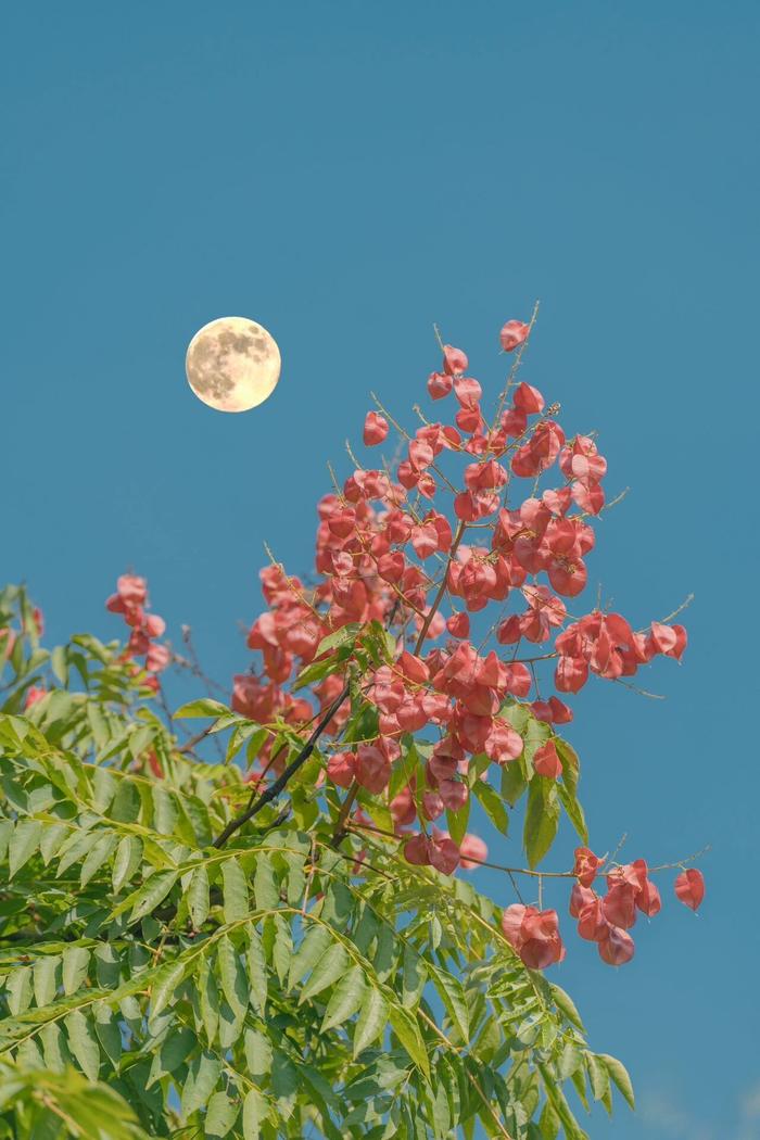 栾树开花图片寓意图片