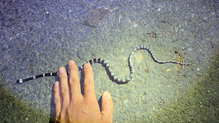 身边能发现,最像毒蛇的三种无毒蛇或微毒蛇 ①绞花林蛇