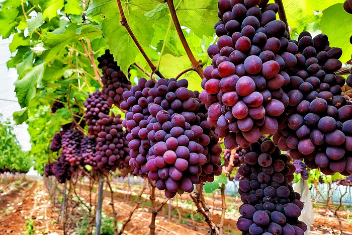 红河弥勒大棚葡萄园长出新农人