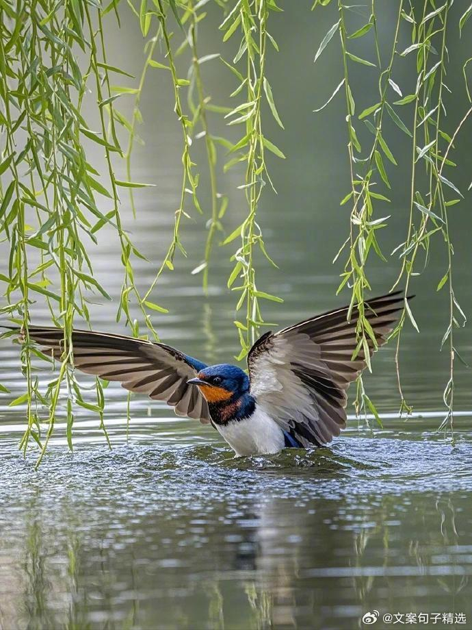 燕子邂逅垂柳,撞进了春天的怀里