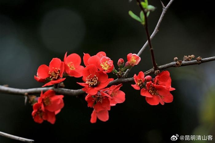 酸木瓜花图片大全图片