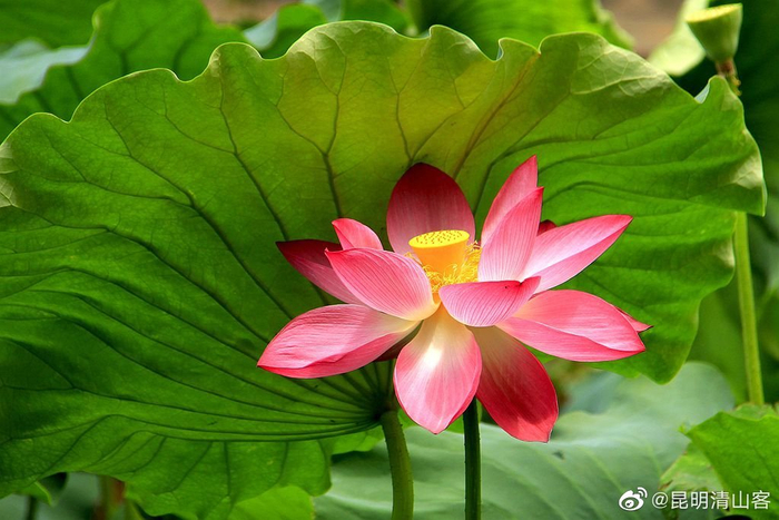 昆明翠湖公园盛开的荷花