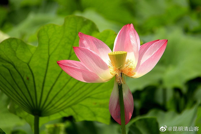 昆明翠湖公园盛开的荷花