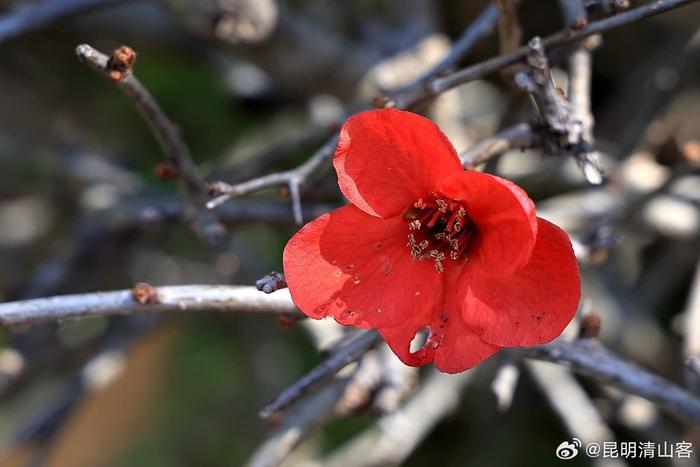 酸木瓜花图片大全图片