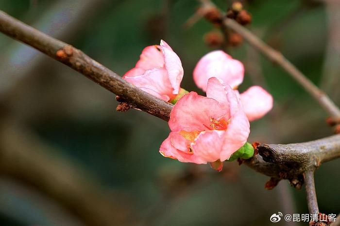 酸木瓜花图片大全图片