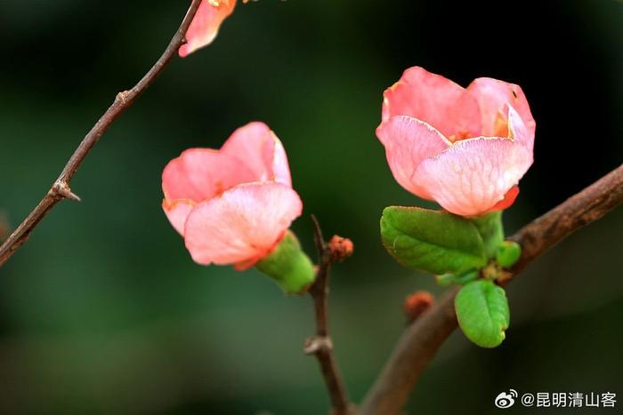 酸木瓜花图片大全图片