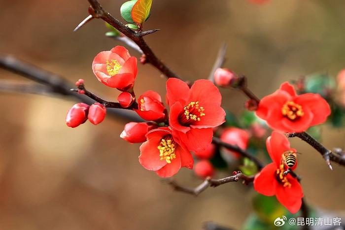 酸木瓜花图片大全图片