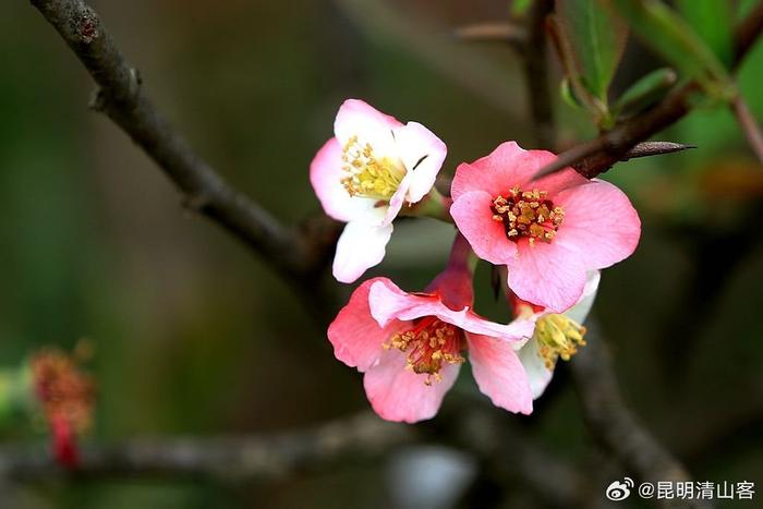 酸木瓜花图片大全图片