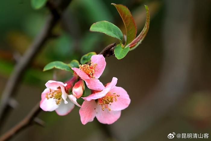 酸木瓜花图片大全图片