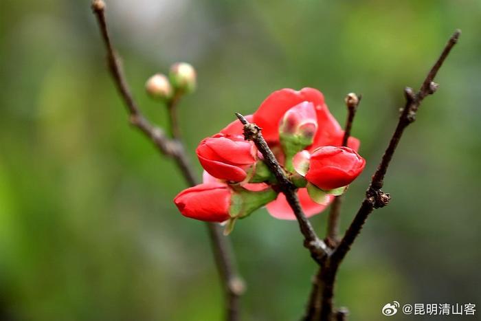 酸木瓜花图片大全图片