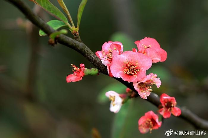 云南酸木瓜开花图片图片