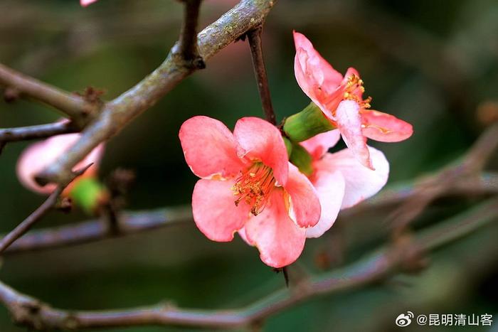 酸木瓜花图片大全图片