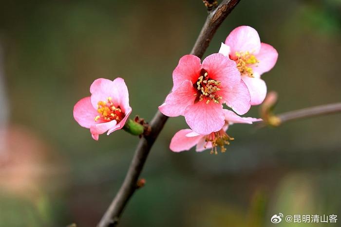 酸木瓜花图片大全图片