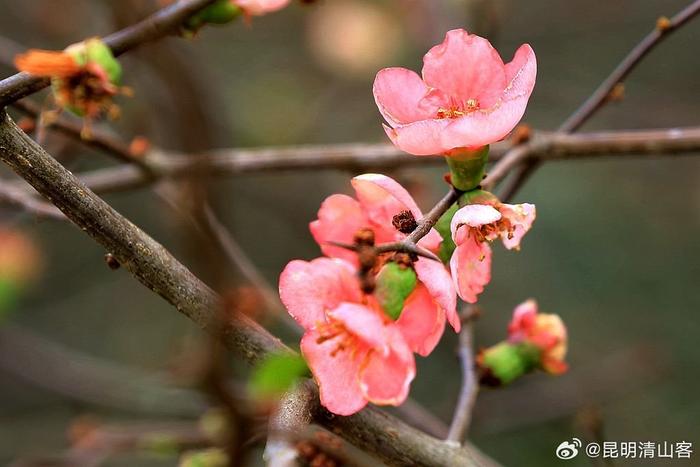 酸木瓜花图片大全图片