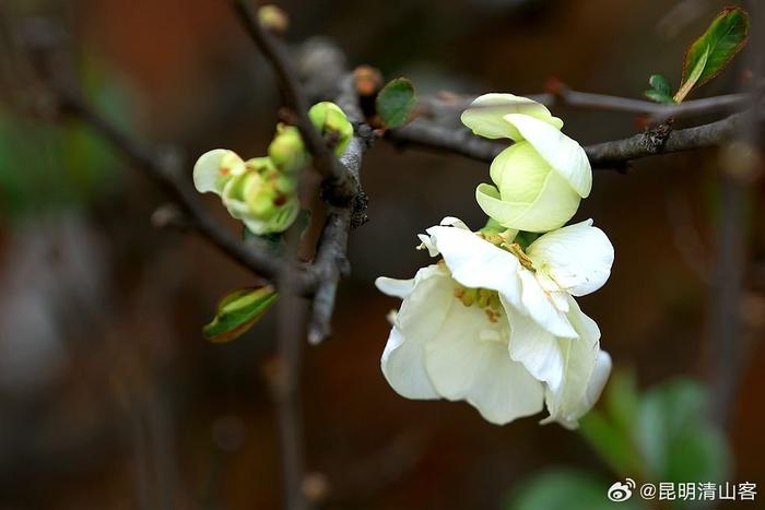 酸木瓜花图片大全图片