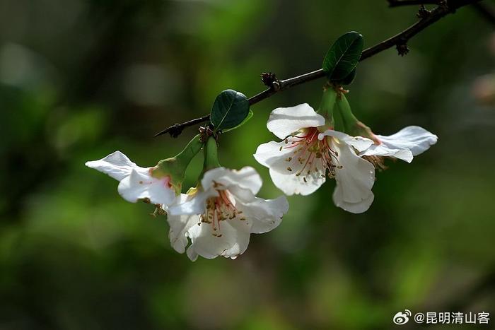 酸木瓜花图片大全图片