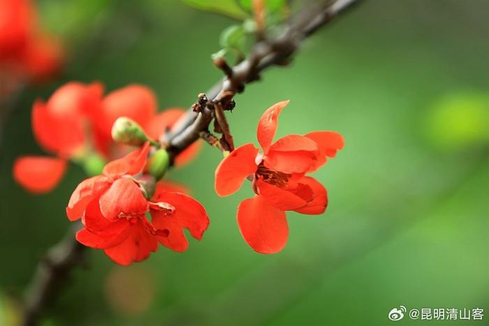 酸木瓜花图片大全图片