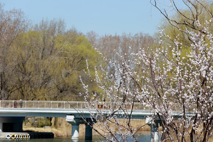 一镜走天下,春天休闲漫步北京朝阳公园的惊喜__财经头条
