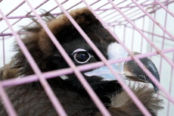 晋城陵川:警民联手救助"座山雕"|秃鹫|国家一级保护动物|座山雕_新浪