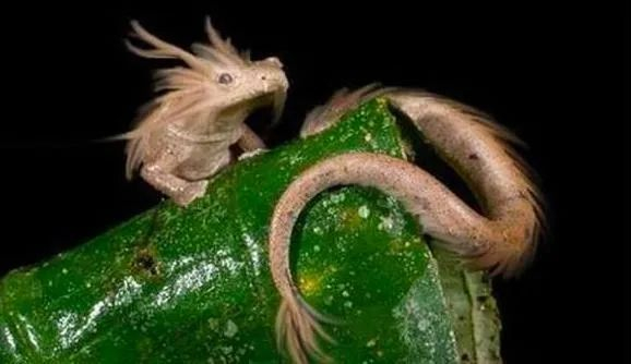 世界最像龙的生物12.5年繁殖一次，10年一动不动，竟是全球第一懒