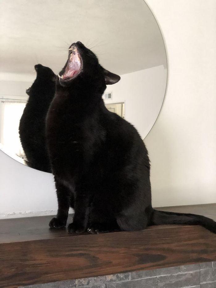 你喜欢黑色的猫吗?