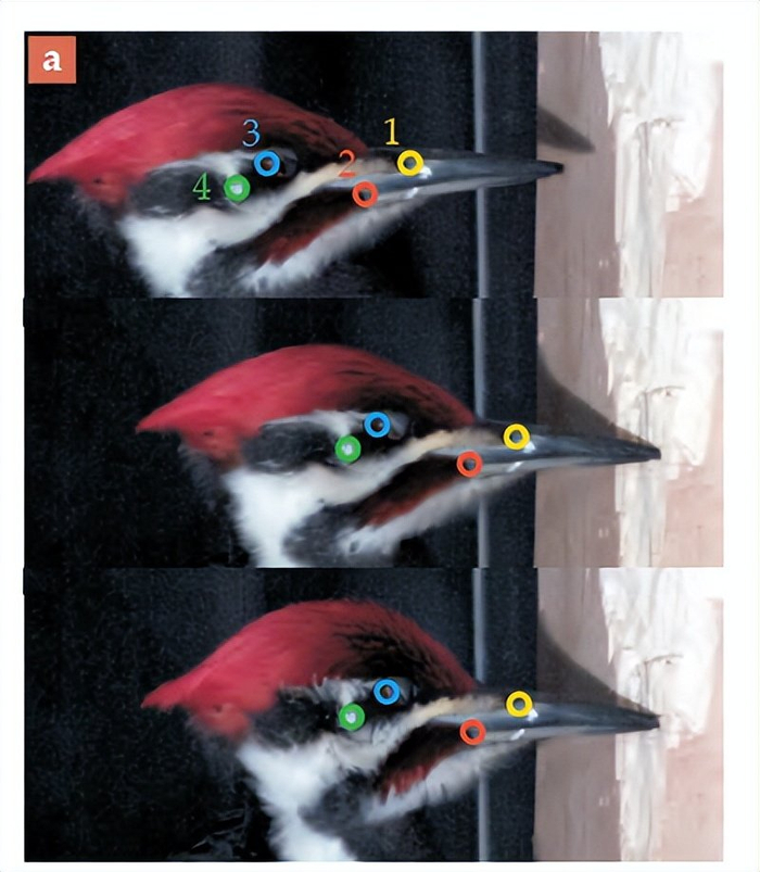 啄木鸟为啥不得脑震荡你以为它有减震装置其实它是个锤子